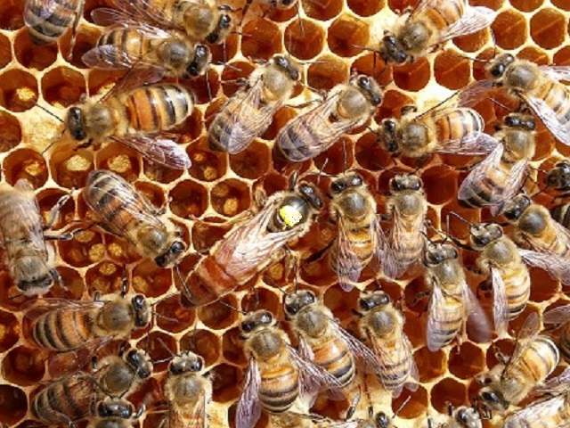 reine abeilles