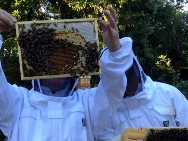 cadre warré abeilles